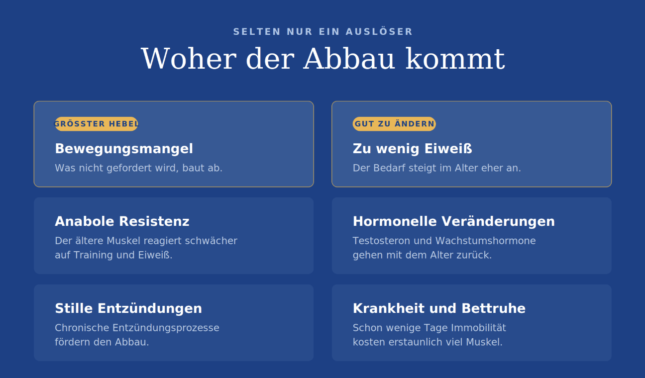 sarkopenie vorbeugen
